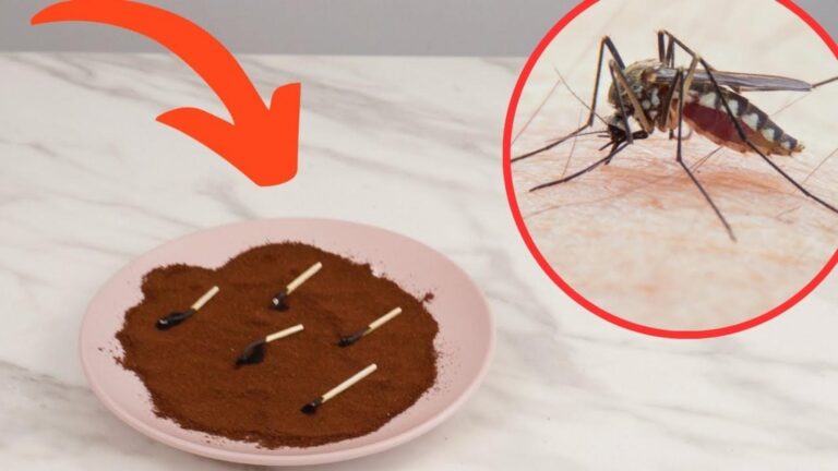 This simple gesture can transform your balcony into a mosquito-free oasis…