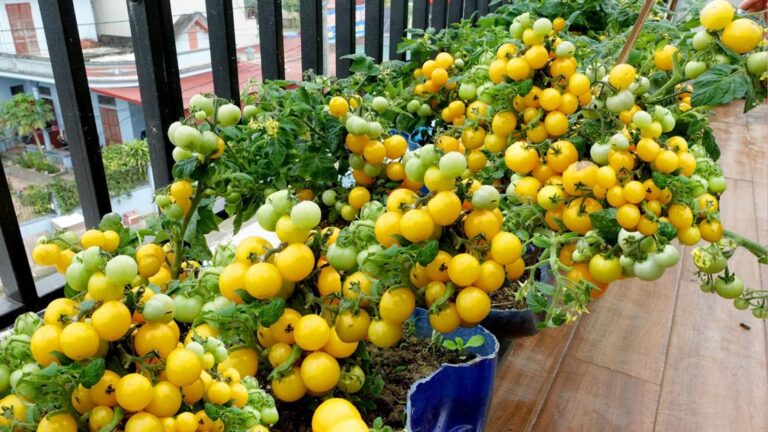 This simple method transforms your balcony into a thriving tomato haven…