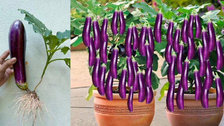 This unexpected technique transforms ordinary eggs into thriving eggplant trees…
