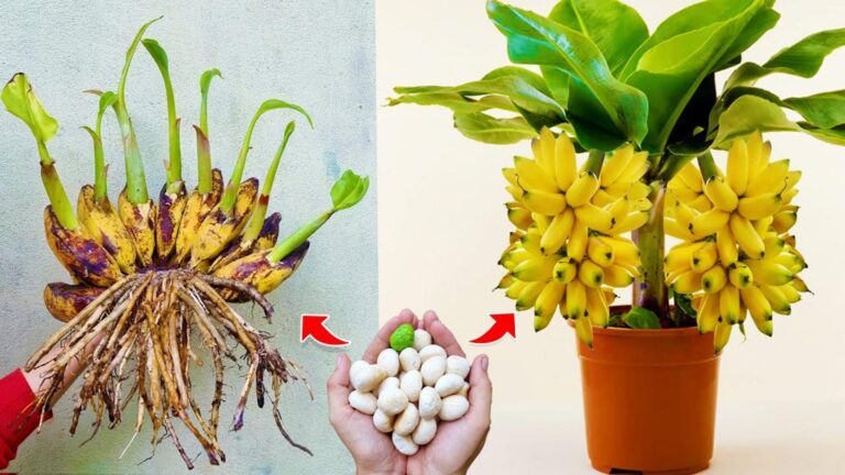 This simple technique transforms small banana trees into fruit-bearing giants…