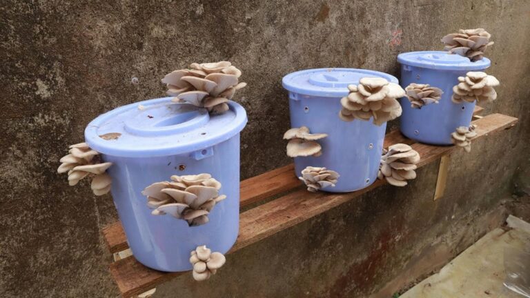 This simple trick transforms your garden into a mushroom powerhouse…