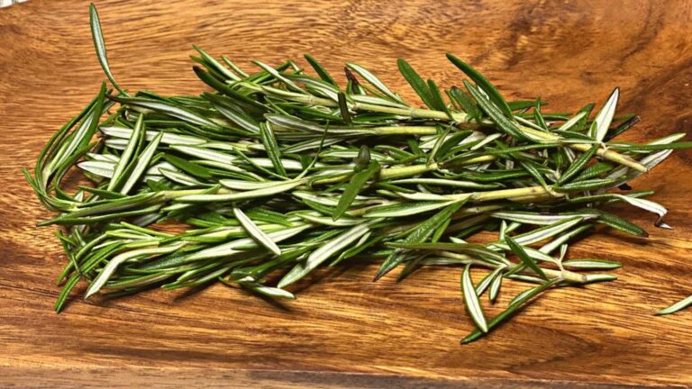 This simple plant transforms your gut health… discover the powerful benefits of rosemary!
