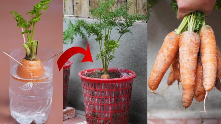 This simple gesture transforms carrot scraps into a thriving garden…