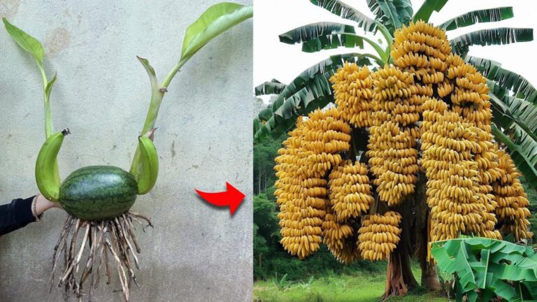 This simple technique transforms banana trees using watermelon and aloe vera…