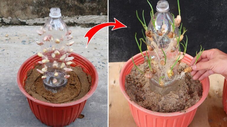 One simple trick using plastic bottles will transform your garlic growing game forever…
