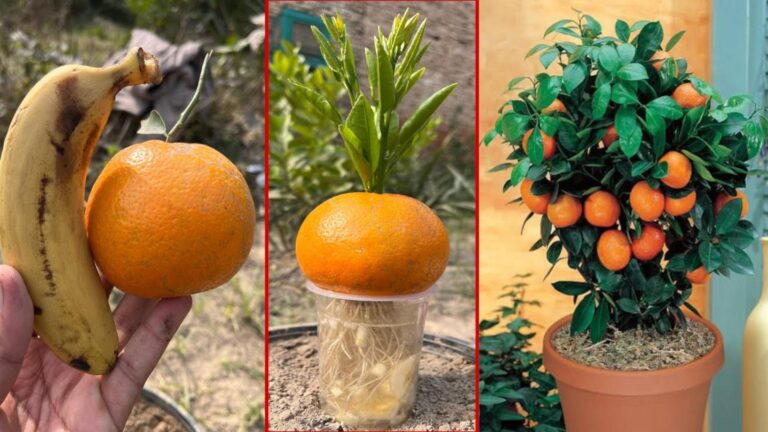This simple method transforms orange tree growth using banana harmonies for juicy fruit…