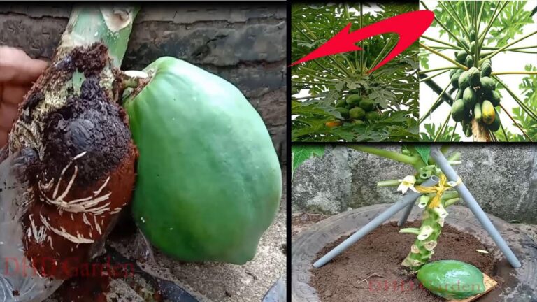 This simple technique transforms your garden with super dwarf papaya trees…