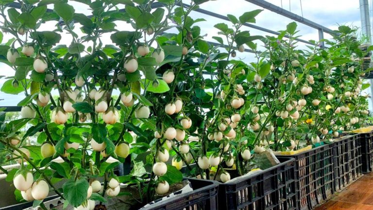 This simple technique turns any space into a thriving eggplant garden …