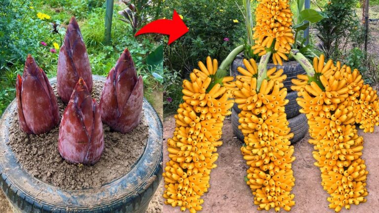 This simple technique transforms banana flowers into a fruit-producing powerhouse…