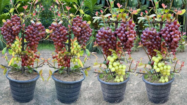 This forgotten trick transforms your grapevines into fruit-producing powerhouses…