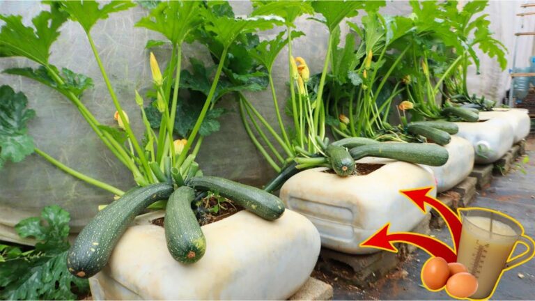 This simple trick transforms a plastic can into a squash powerhouse…