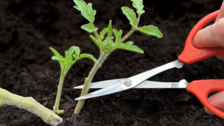 This simple trick will transform your tomato plants into fast-growing giants…