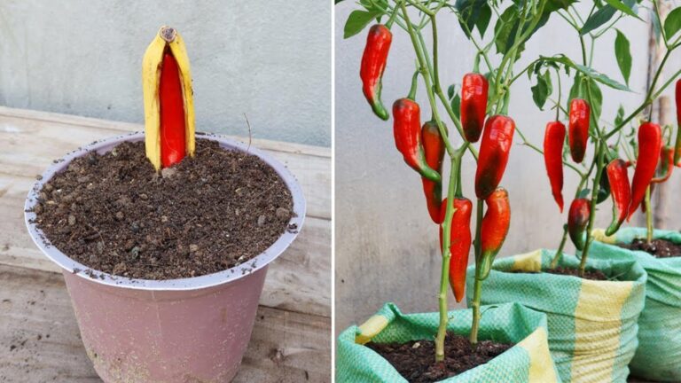 An old trick to grow vibrant chili plants using just bananas…