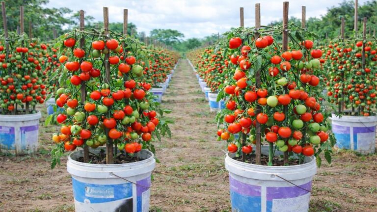 This simple technique turns any small space into a tomato haven for year-round harvests…