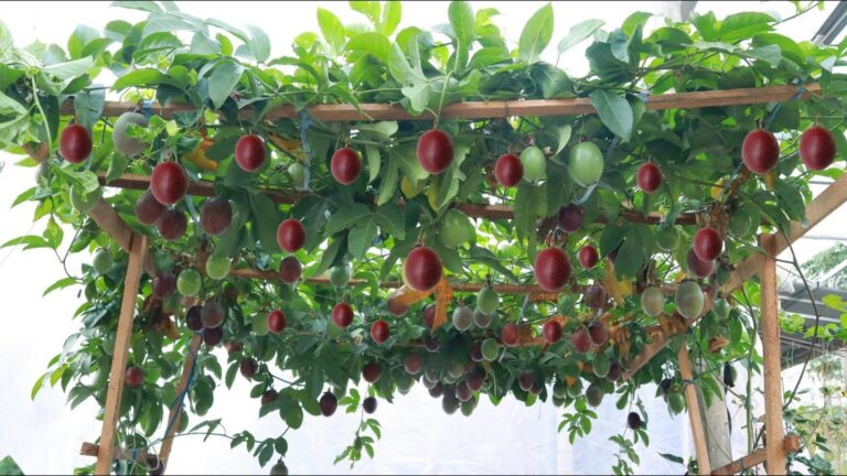 This simple trick transforms your backyard into a passion fruit paradise…