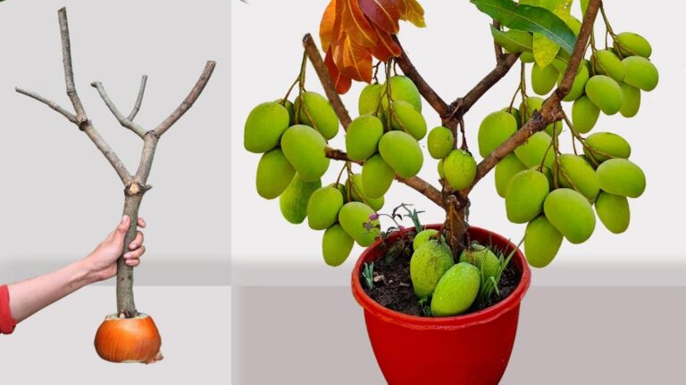 This simple technique transforms mango trees and boosts your harvest with onions…