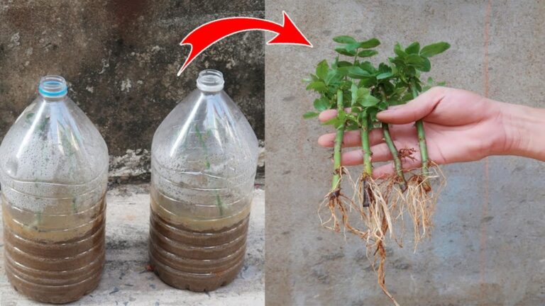 This simple trick transforms cuttings into stunning roses using just plastic bottles…