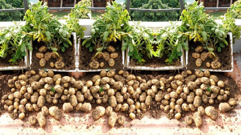 Some gardeners transform their space… with this easy method for endless potatoes!