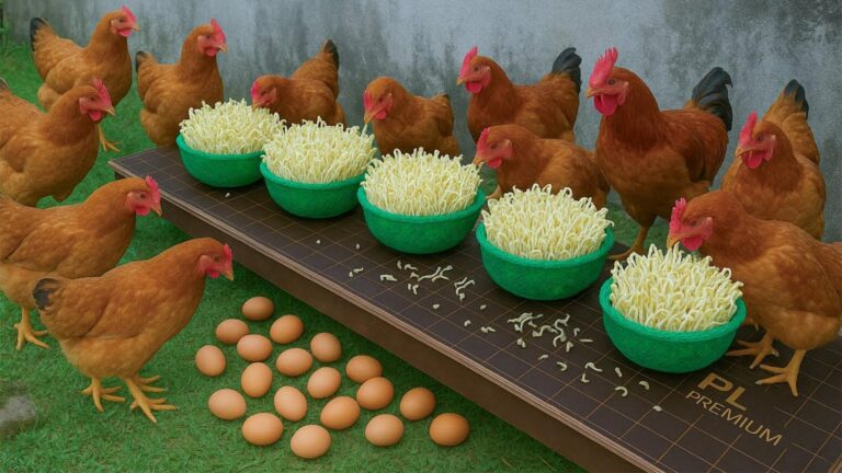 This simple trick transforms kitchen scraps into nutritious sprouts for your hens…