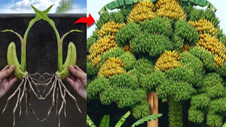 This old trick turns banana scraps into thriving trees… you’ll be amazed!