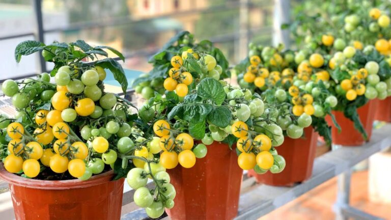 This simple method transforms your garden into a bountiful tomato paradise…