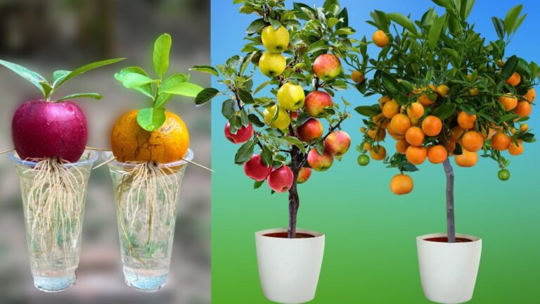 This forgotten trick will have you growing apples and oranges in bottles…