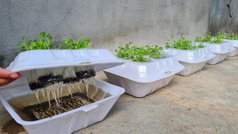 This simple method transforms a Styrofoam box into a lush coriander garden…