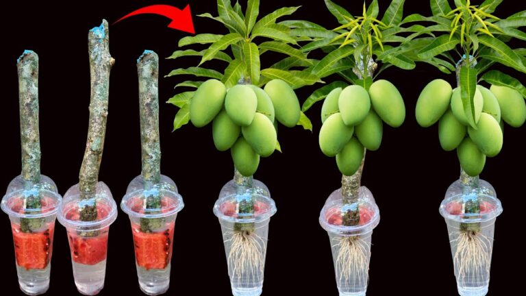 Grow Mango Trees 3x Faster with Aloe Vera and Watermelon Techniques!