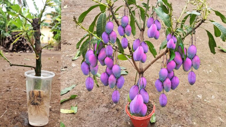 Grow 5 Unique Ways to Boost Your Mango Trees Using Bananas!