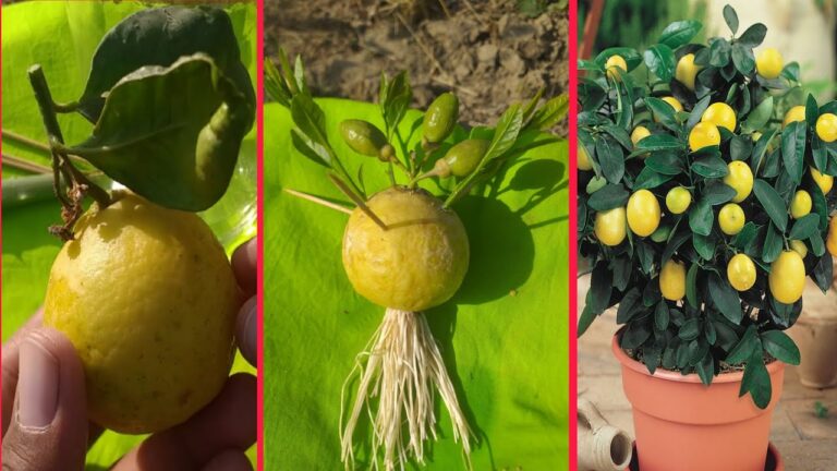5 Simple Steps to Grow Lemons at Home for 100% Success