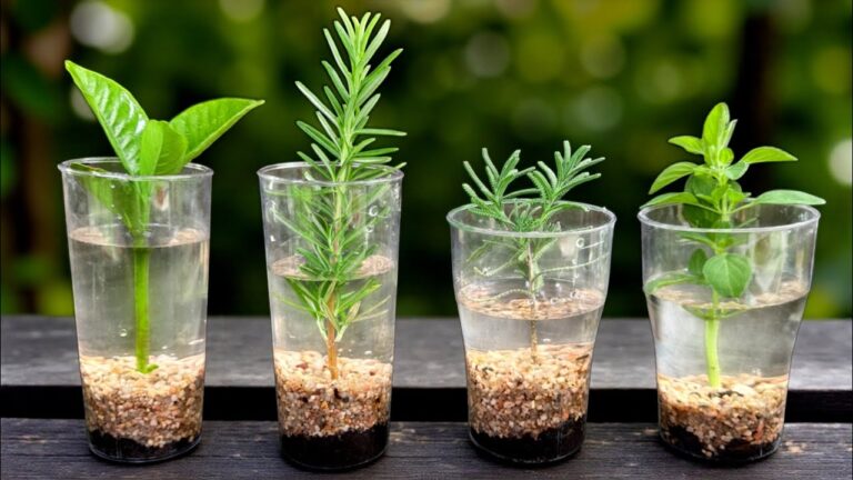 Accelerate Rooting: 5 Simple Water Cultivation Techniques You Must Try!