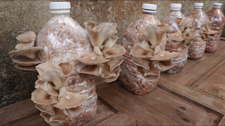 7 Steps to Successfully Grow Abalone Mushrooms at Home for Continuous Harvests