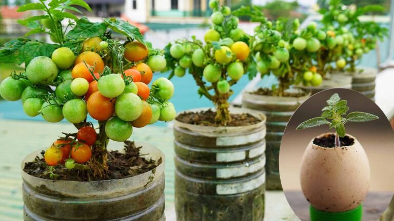 7 Easy Steps to Grow Tomatoes in Plastic Bottles for Thriving New Gardeners