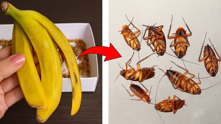 Transform Your Home Fast: 5 Simple Ways to Banish Roaches Overnight!