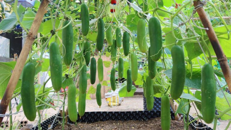 7 Tips for Vertical Cucumber Gardening: Maximize Your Fruit Harvest!