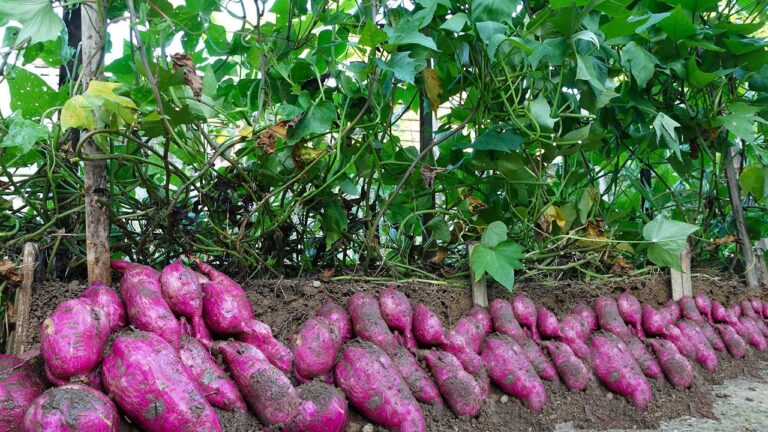 Grow 50% More Sweet Potatoes with This Revolutionary Vertical Technique!