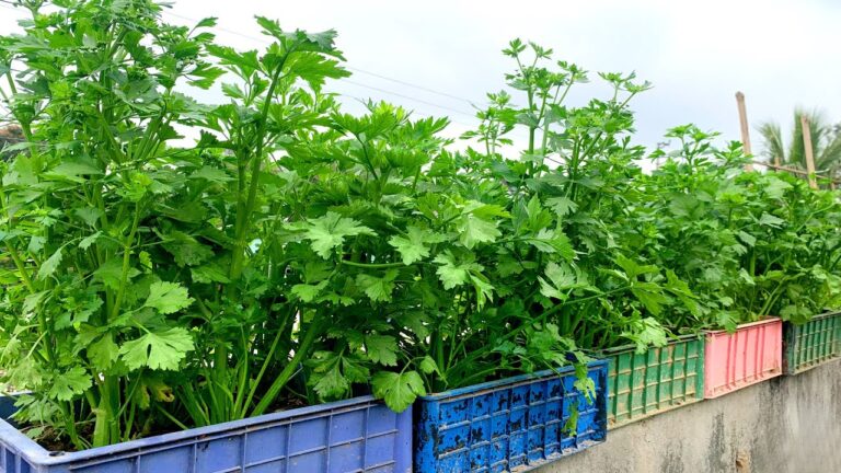 10 Easy Steps to Grow Celery on Your Terrace Like a Pro
