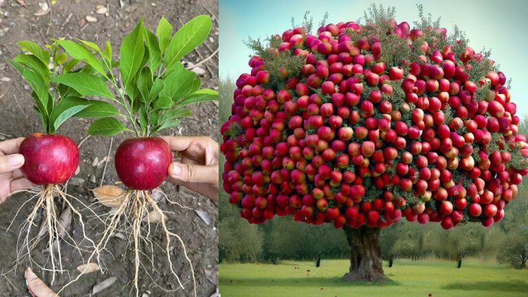 7 Unique Techniques to Grow Apple Trees from Everyday Apples