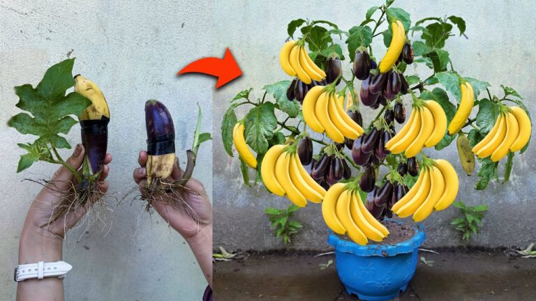 Graft Eggplant with Banana: 5 Tips for More Fruit Fast!
