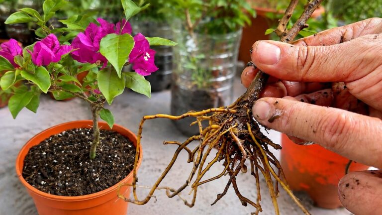 Root 5 Bougainvillea Cuttings at Home with This Simple Technique!