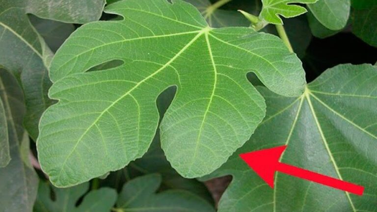 Transform Your Health: 5 Leaf Remedies for Diabetes, Cholesterol, and More!
