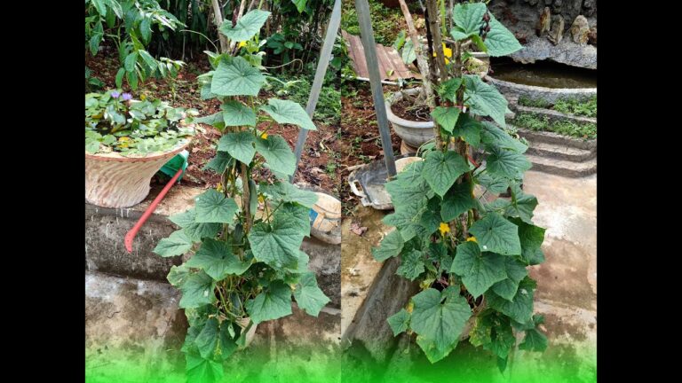 5 Easy Steps to Grow Delicious Cucumbers in a Paint Bucket!