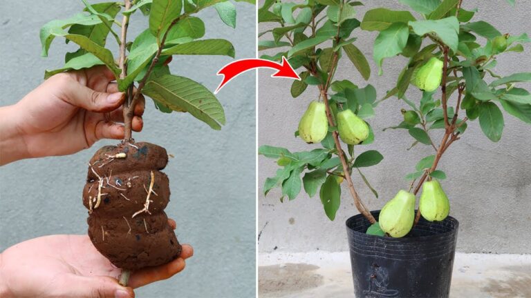 5 Easy Tips to Propagate Guava Trees with Aloe Vera for Beginners