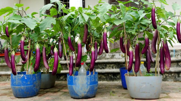 Boost Your Eggplant Harvest: 7 Tips for an Abundant Yield!
