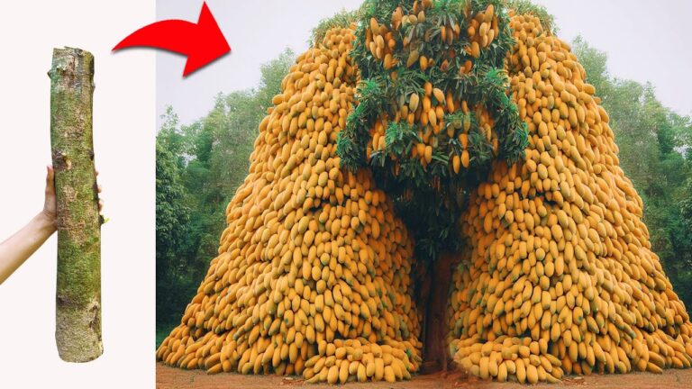 Grow 10x Bigger Mangoes Fast with These Unique Grafting Techniques!
