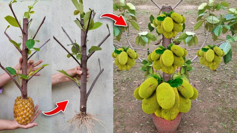 Grow 1 Jackfruit Tree in a Pineapple: Unique Techniques for 100% Success!