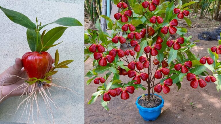 Grow 5 Amazing Java Apple Trees from Fruit & Aloe Vera Using Simple Grafting Techniques!