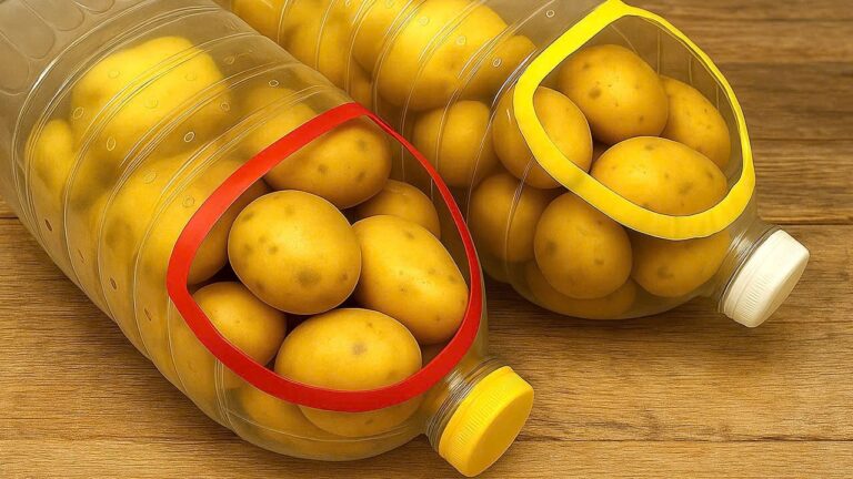 10 Clever Tricks to Keep Potatoes Fresh for a Whole Year!