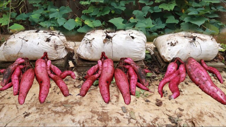 5 Surprising Tips for Growing Sweet Potatoes on Your Terrace