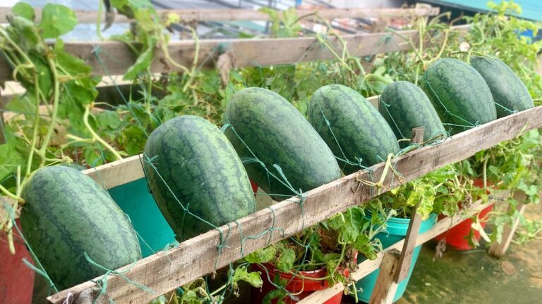 Discover 5 Simple Steps to Grow Big, Sweet Watermelons on Your Terrace!
